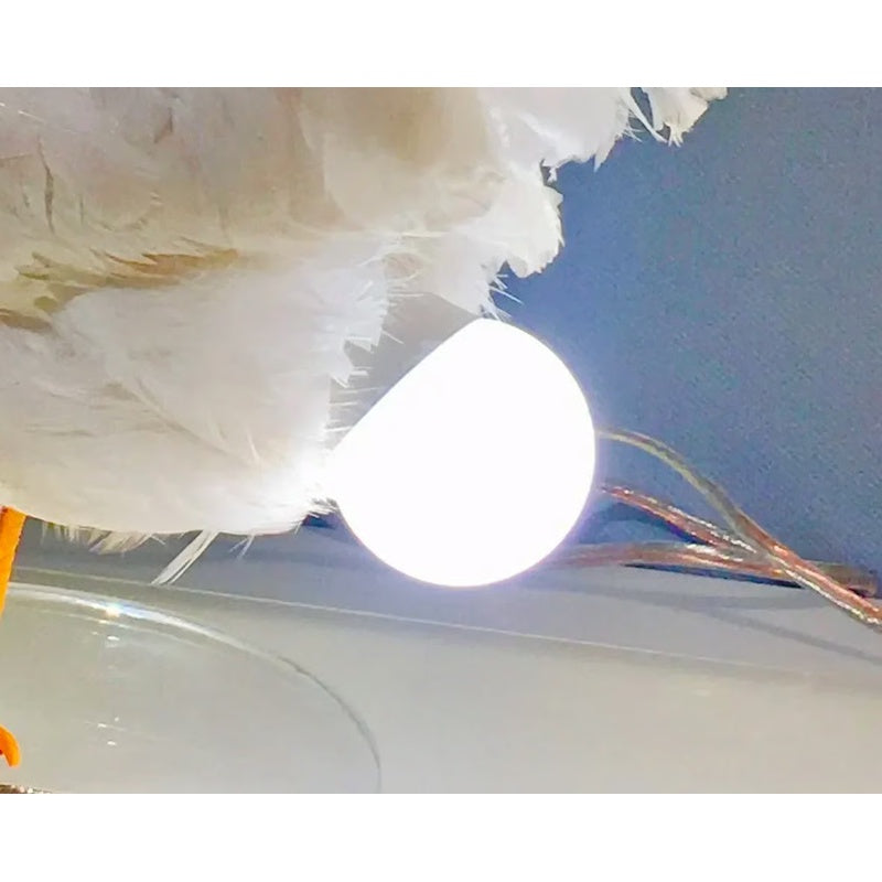 🐓💡Hilarious Chicken Egg Lamp