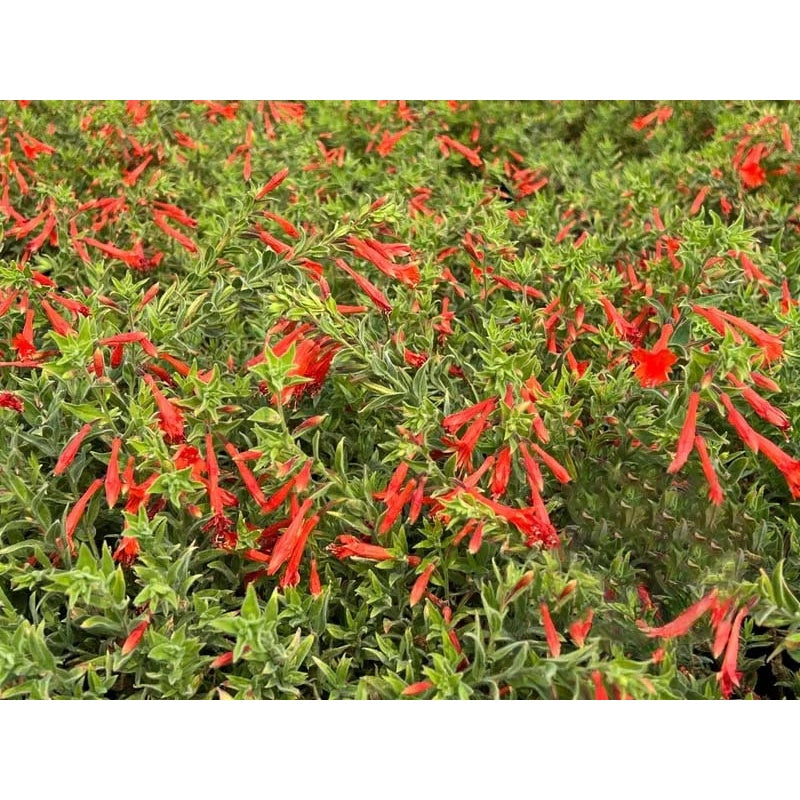 🐦"Hummingbird Carpet"🌸Epilobium garrettii – Rainbow Burst 🌈