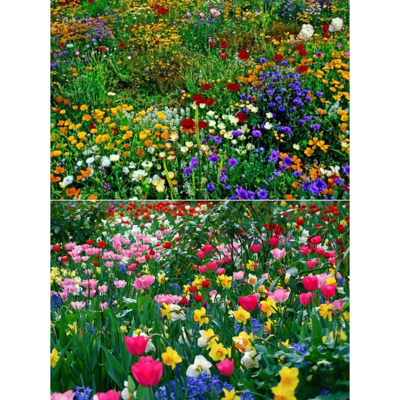 💝Mixed Perennial Flowers Seeds30- 60kinds mixed