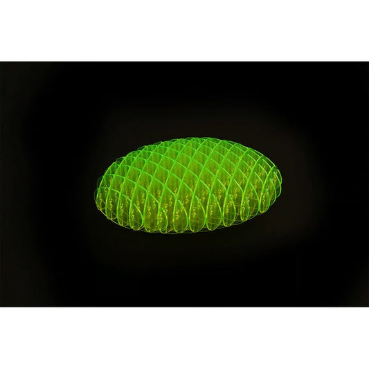 🔥Worm Big Fidget Toy